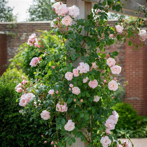 Bears Beautifully Formed Flowers Which Nod Gracefully On The Stem