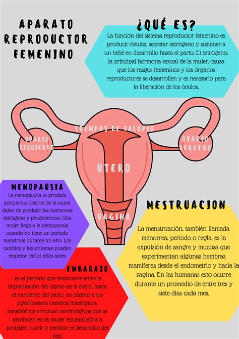 Aparato Reproductor Femenino