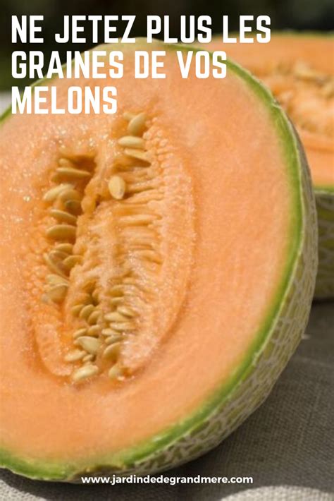 Le Melon Le Melon Est Un Fruit Rafraîchissant Faible En Calories Et