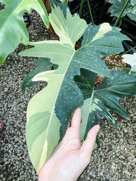 Pin By Tree Garden On Philodendron Golden Dragon Philadendron Plant