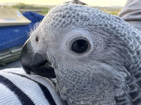 No Brain Just Floof Rparrots