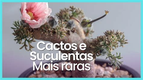 23 ESPÉCIES DE CACTOS E PLANTAS SUCULENTAS RARAS PARA IDENTIFICAÇÃO