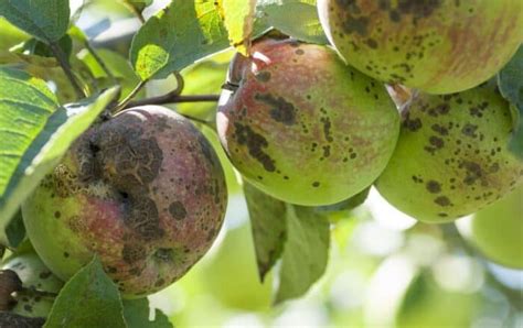 Problemi Del Frutteto Orto Da Coltivare