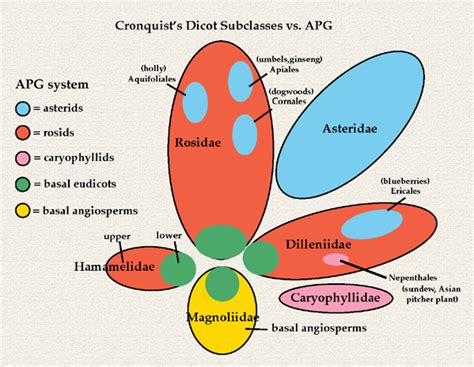 Dicot Phylogeny