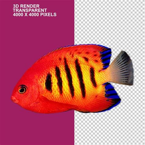 Peixe disco laranja peixe dourado aquário peixe ornamental azul