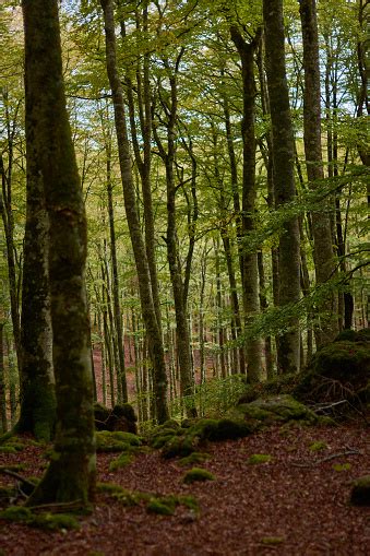 Photo Libre De Droit De Les Couleurs De Lautomne Dans La Hêtraie