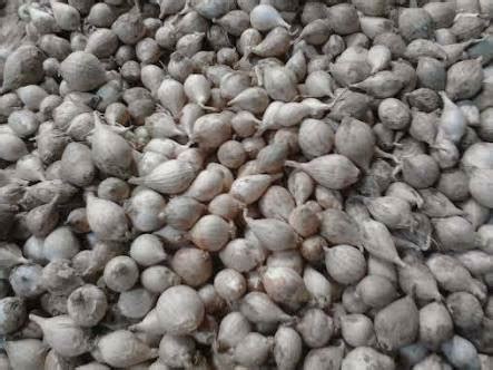 Bawang Putih Lanang Tunggal Lokal Super Gram Lazada Indonesia