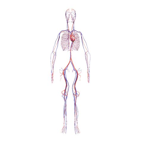 Human Circulatory System Model