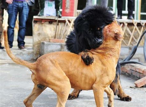 藏獒獨自跑到公園見人就撲 遛比特犬的寵主對比特做出手勢撲了上去 每日頭條