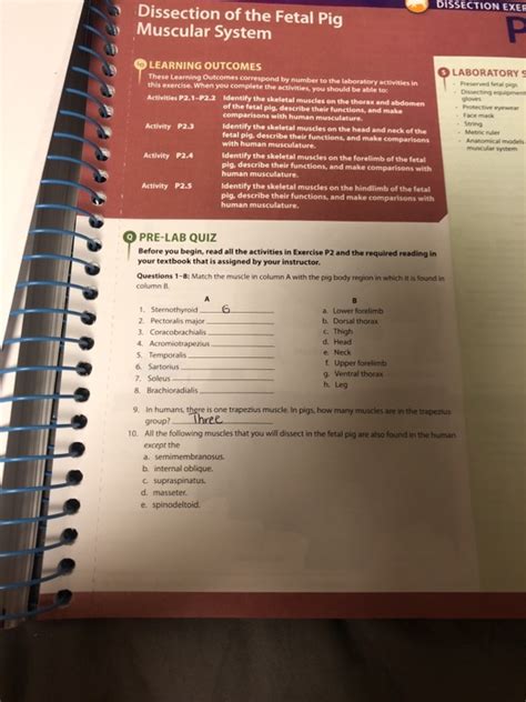 Solved DISSECTION EXEF Dissection of the Fetal Pig Muscular | Chegg.com