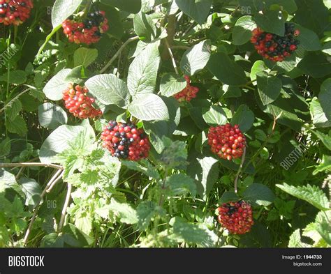 Poisonous Berries Image & Photo | Bigstock