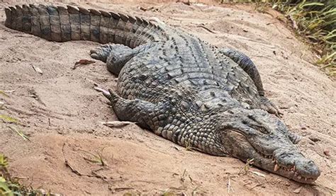 Qual é o Animal Mais Pesado do Mundo Top 10 Animais Pesados Mundo