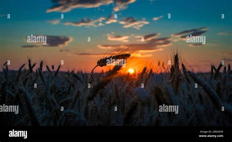 Summer Color Grain Field In Sunset Evening Near Roprachtice Mountains