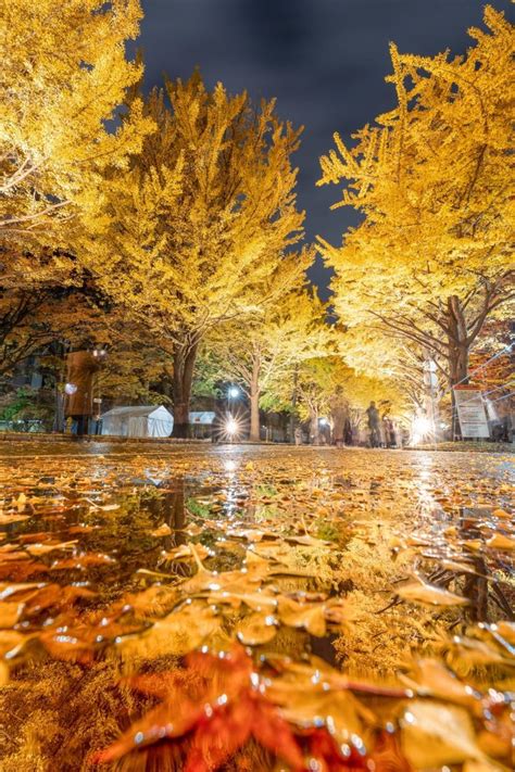 Autumn Hokkaido University Gingko Trees Sapporo Japan 紅葉 北海道大学イチョウ