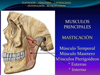 M Sculos De La Cara Morfo Iii Ing Biom Dica Ppt