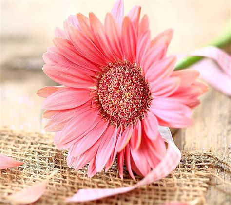 Gerbera Flower Hd Wallpaper Peakpx