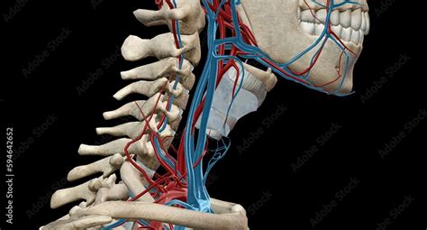 Naklejka The Carotid Sheath Contains The Common And Internal Carotid