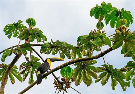 Yasuni National Park is one of the Most Biodiverse Places on the Planet