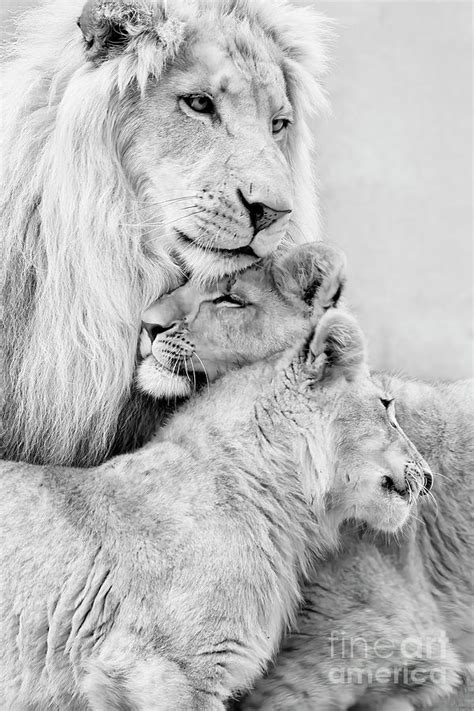 Male Lion with his Cubs Photograph by Linda D Lester - Pixels