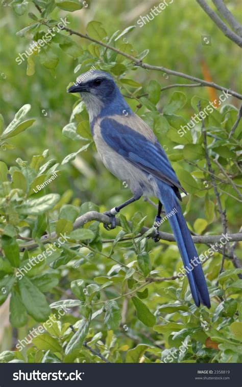 Florida Scrub Jay Habitat Stock Photo 2358819 | Shutterstock