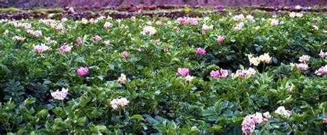 Сорта картофеля: выбираем, сажаем, собираем