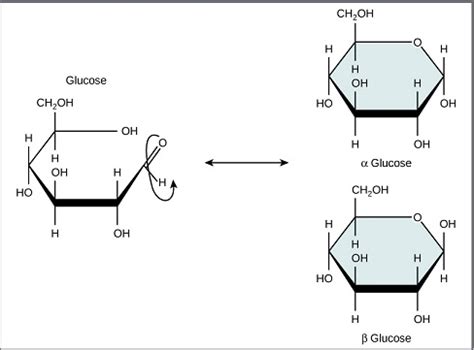 Alpha vs Beta Glucose: Differences and Similarities - HowChimp