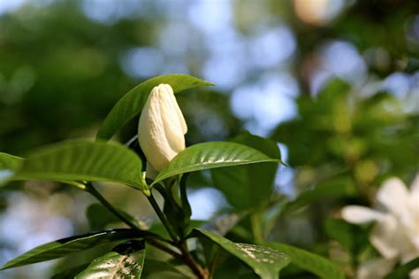 Sweet Southern Days Gardenias In Bloom