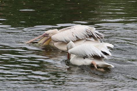 Pelicans Birds Pond White - Free photo on Pixabay - Pixabay