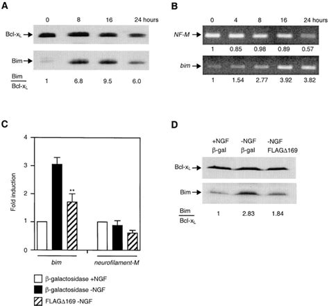 Dominant Negative C Jun Promotes Neuronal Survival By Reducing BIM