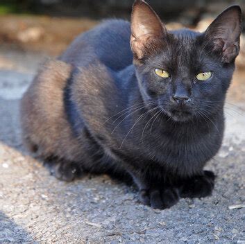 Katzen Als Haustiere Deutscher Tierschutzbund E V