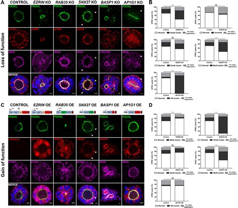 Spatially Resolved Cell Polarity Proteomics Of A Human Epiblast Model