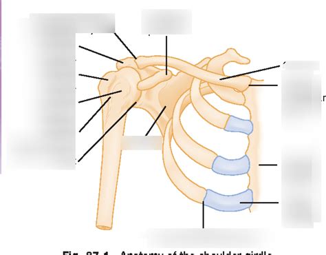 shoulder girdle Diagram | Quizlet