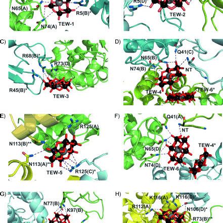 Tew Binding Sites Ah Binding Modes Of All Tew Molecules Tew To