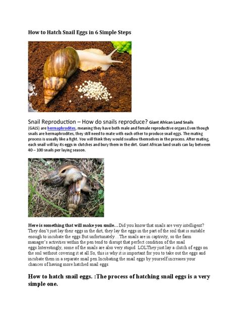 How To Hatch Snail Eggs in 6 Simple Steps | PDF | Egg | Zoology