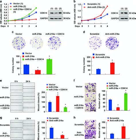 Mir 216a Suppresses Cell Proliferation Migration And Invasion Through Download Scientific