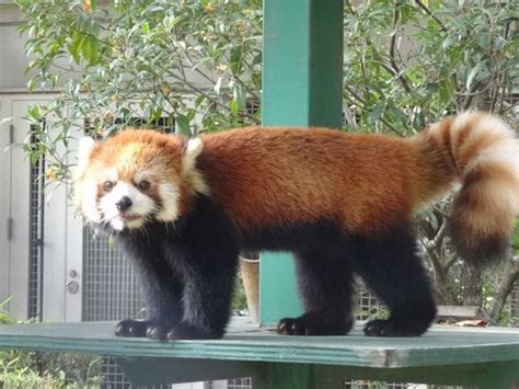 『シセンレッサーパンダ』 ヒノトントンzoo（羽村市動物公園） 子供とお出かけ情報「いこーよ」