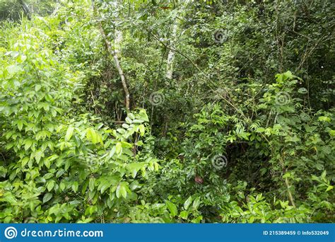 Imagen De La Selva Tropical Peruana Vegetación Tropical En La Selva