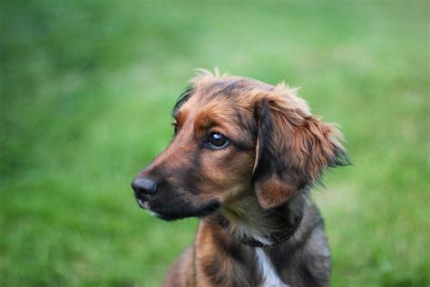 Hátíð Irish Setter Border Collie Icelandic Sheepdog Mi Flickr