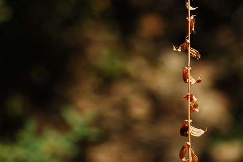 Banco De Imagens árvore Natureza Ramo Flor Plantar Luz Solar