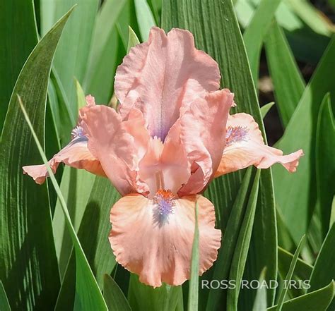 Photo Of The Bloom Of Standard Dwarf Bearded Iris Iris Flirting