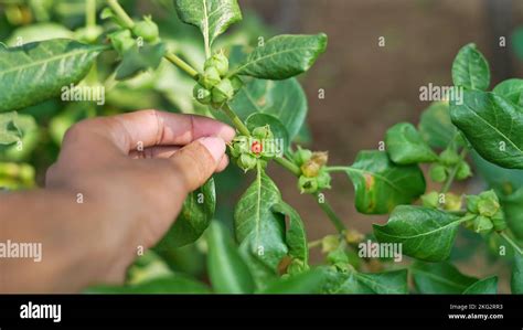 Withania Somnifera Plant Known As Ashwagandha Fruit Berry With