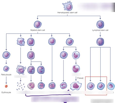 Lecture 17 - The Immune System Diagram | Quizlet