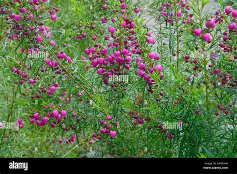 Boronia hi-res stock photography and images - Alamy