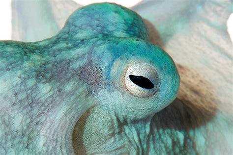 Oh Plesiosaur — Egosumdaniel Od Cephalopod Eyes Are