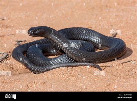 Blue-bellied Black Snake Stock Photo - Alamy