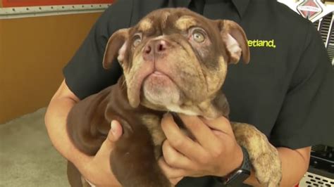 2 Men Caught On Camera Stealing Puppy From Pembroke Pines Store