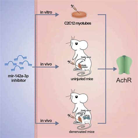 Mir A P A Novel Ach Receptor Transcriptional Regulator In