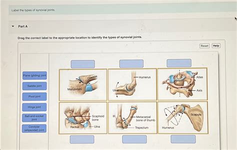 Solved Label The Types Of Synovial Joints Part ADrag The Chegg