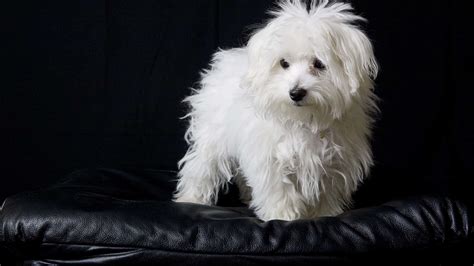 How To Care For A Teacup Maltese Pets On, 43% OFF