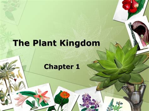 Plant Kingdom